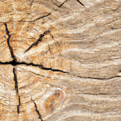 texture cut of old wood transverse