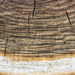 texture cut of old wood transverse