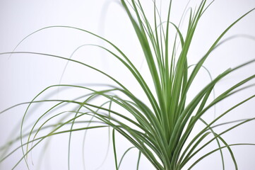 planta verde linda ornamental em interior de casa 