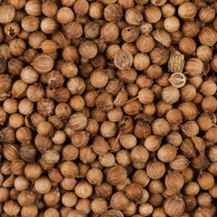 Close up of dried coriander seeds