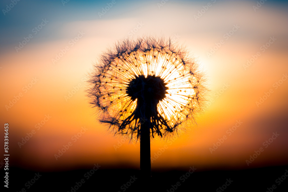 Wall mural Dandelion flower with sunset