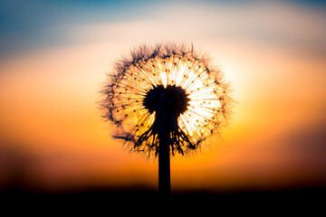 Dandelion flower with sunset