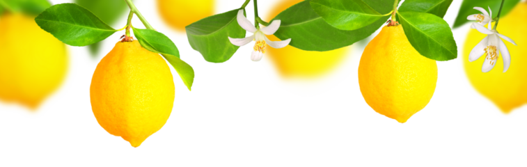 Lemon plantation, panorama, transparent background