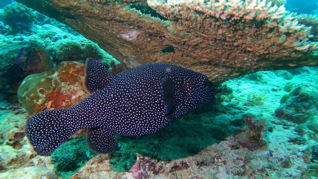 A huge fish slowly swims in the water column.
