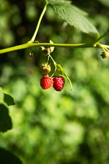 A very ripe and unripe raspberry hanging from a branch, shot in close-up. Sunny summer day, close-up.