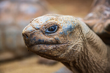 Obraz premium Portrait of Aldabra giant tortoise Aldabrachelys gigantea in La Vanille Nature Park, Savanne, Mauritius