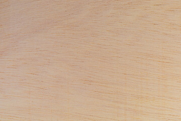 Light rough textured cut surface of an African tree. Wood background or blank for design