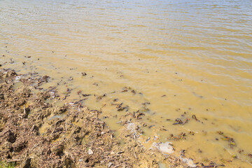 Very dirty swampy shore of the reservoir. Background with selective focus