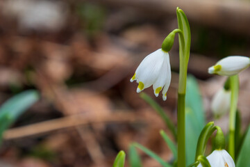 Spring white flower Bledule - Leucojum vernum with green leaves in wild nature in floodplain forest.