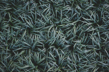 Green background of  Mondo Grass Ophiopogon Japonicus leaves grows outdoors, beautiful garden and landscape design, toned style