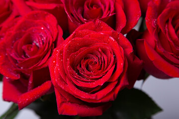 Bouquet of red (burgundy) roses on a white background. Water drops. Selective focus, close-up.