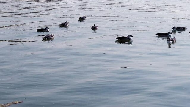migratory birds swimming in lake water from flat angle