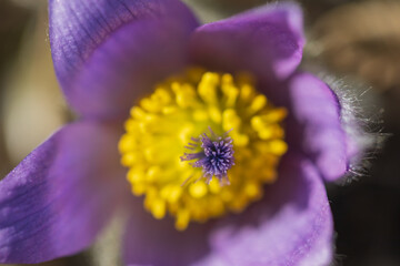 Pasque flowers on spring field. Photo Pulsatilla grandis with nice bokeh.