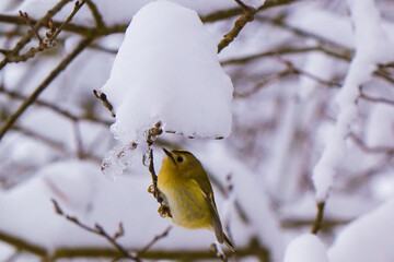 Wintergoldhänchen im verschneiten Wald an einem mit Schneeüberzogenen Ast