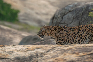 leopard on the rock