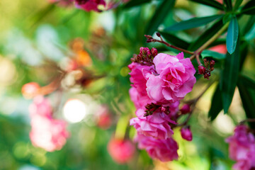 Spring flower background, Oleander close up. Sweet Oleander, Rose Bay bloom or Nerium oleander in...