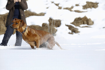 Cucciolo di Rhodesian Ridgeback che corre sulla neve. Gimillan, Val d'Aosta. Italia