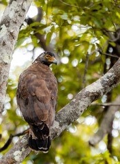Crested serpent eagle