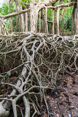 Massive banyan tree root system in rain forest, Sang Nae Canal Phang Nga, Thailand