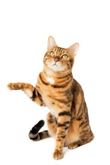 Bengal cat with a raised paw on a white background.