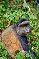 Golden monkey trekking in Volcanoes National Park, Rwanda