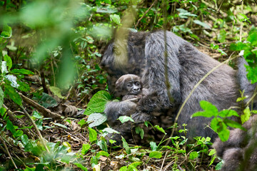 Baby gorilla and mother in the wild, Kahuzi-Biega National Park, DR Congo