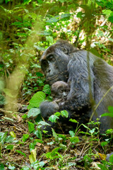 Baby gorilla and mother in the wild, Kahuzi-Biega National Park, DR Congo