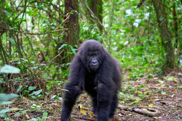 Young gorilla in the wild, Kahuzi-Biega National Park, DR Congo