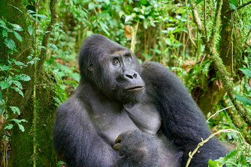 Adult silverback lowland gorilla sitting in the jungle, Kahuzi-Biega National Park, DR Congo