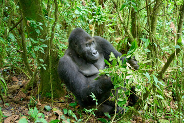 Adult silverback lowland gorilla sitting in the jungle, Kahuzi-Biega National Park, DR Congo