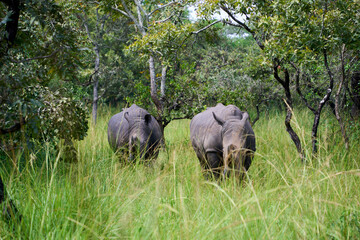 Two white rhinos in the wild, Ziwa, Uganda