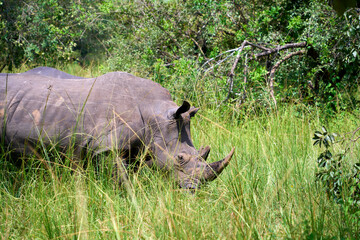 White rhino walking in the wild, Ziwa, Uganda