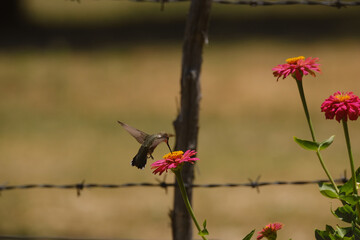 Hummingbird at zinnia flowers in garden during summer in Texas with blurred background.
