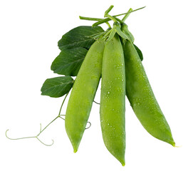 Fresh organic sweet pea pod beans with green leaves isolated on white.