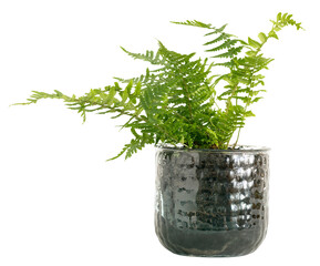 Natural Green plant port tropical fern for indoor decoration isolated on white. © Praewphan