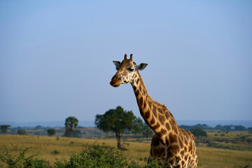 A giraffe in the wild, Murchison Falls National Park, Uganda