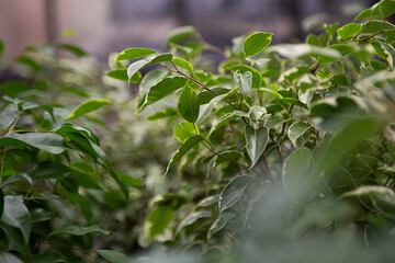 Closeup photography of ficuses buds in pots at greenhouse. Background from green leafs.