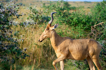 Lonely Hartebeest in Murchison Falls National Park, Uganda