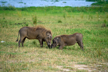 Two warthogs getting acquainted at Murchison Falls National Park