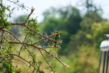 A small tropical bird on a branch with thorns in Uganda