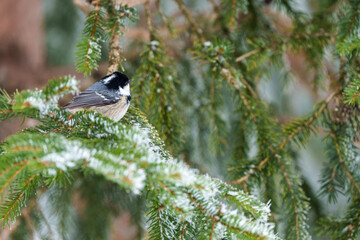 Une mésange noire posée sur une branche de sapin enneigée.