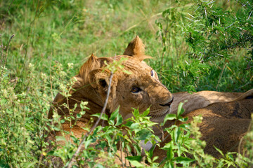 Obraz na płótnie Canvas Closeup of a Lion in the wild lying in the grass, Murchison Falls National Park, Uganda