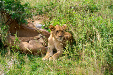 A group of lions in the wild, Murchison Falls National Park, Uganda
