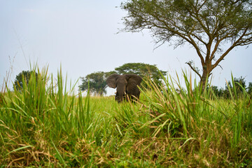 A lone elephant roaming the Isasha sector, Queen Elizabeth National Park, Uganda