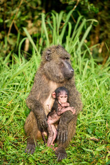 Baboon with baby along the road in Isasha sector, Queen Elizabeth National Park, Uganda