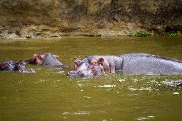Hippo swimming in the Nile river, Uganda