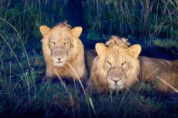 Two lions in the wild sitting on the grass, Queen Elizabeth National Park, Uganda
