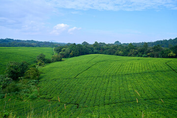 Fototapeta na wymiar Tea plantation in the hills of rural Uganda