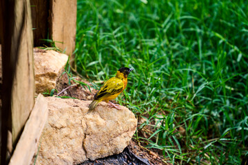 A small yellow bird (southern masked weaver) on a perch in rural Uganda