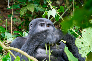 Adult silverback mountain gorilla in the wild, Bwindi National Park, Uganda
